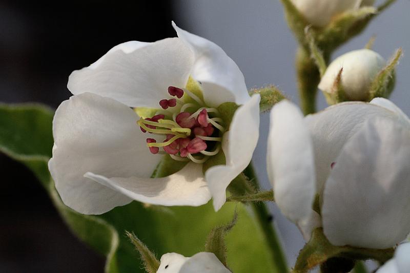 Blüte des Birnenbaum.JPG